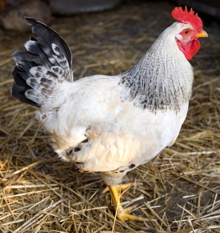 Delaware Chicken
