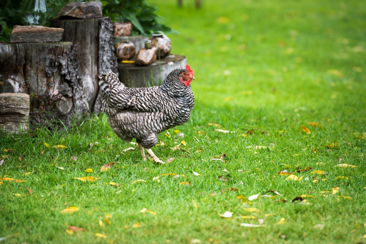 Dominique Chicken