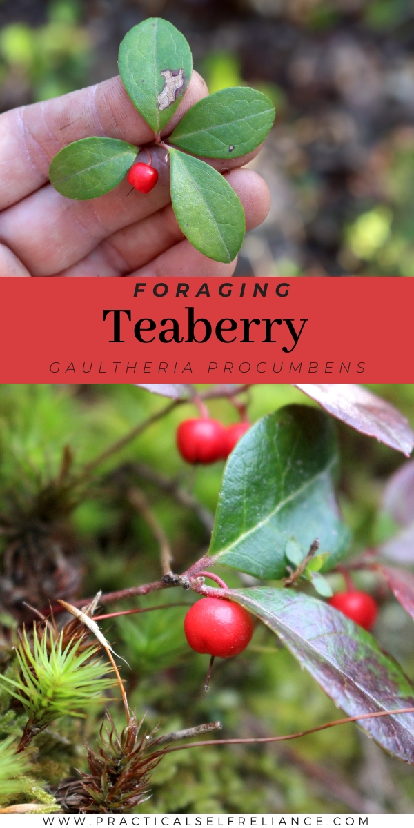 Foraging Teaberry Gaultheria Procumbens