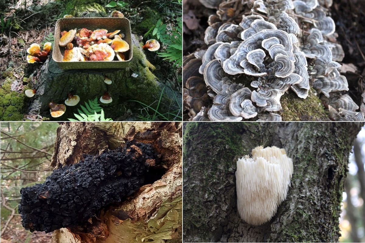 Medicinal Mushrooms