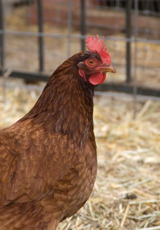 New Hampshire Red Chicken