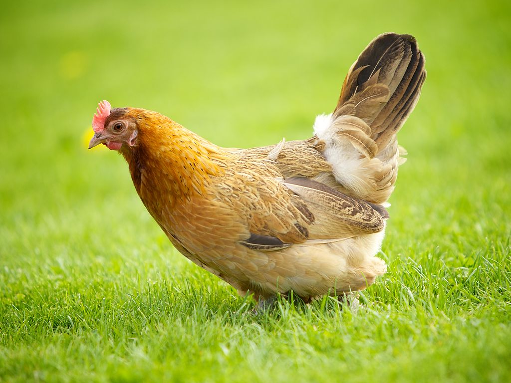 Norwegian Jaerhon hen