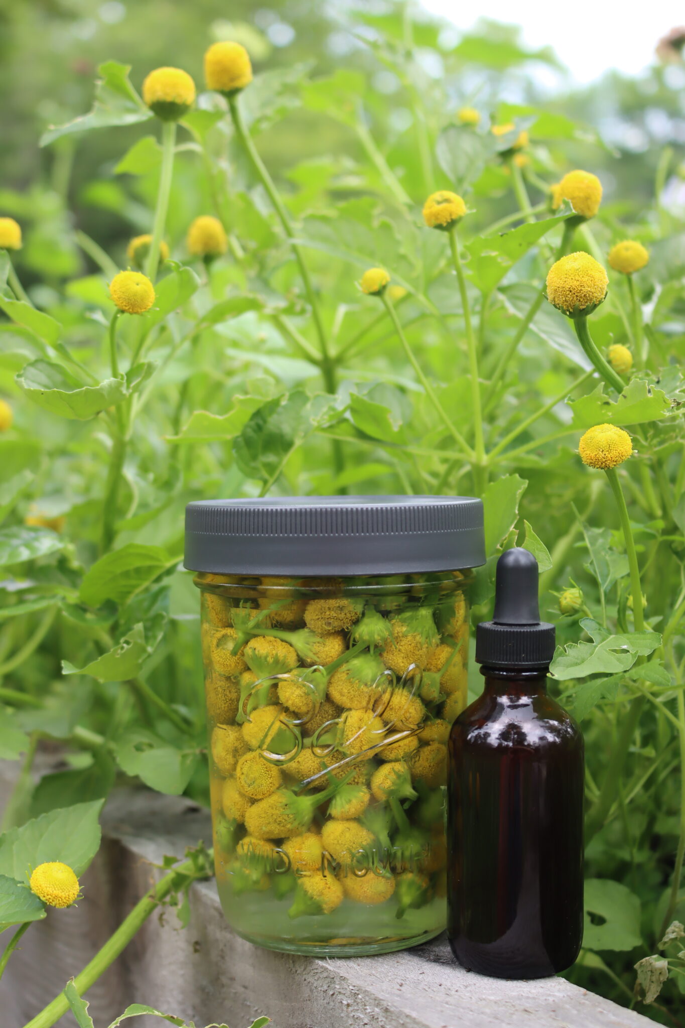 Spilanthes Tincture