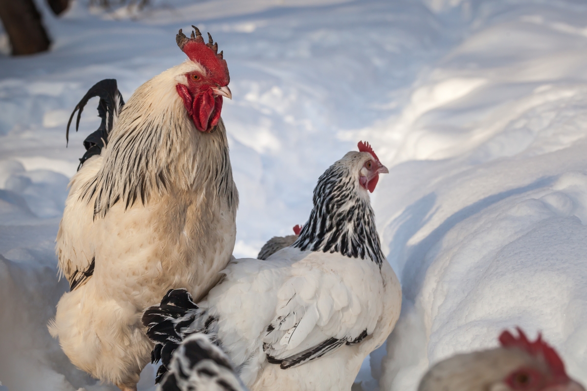 Sussex Chicken with Frostbite in Winter