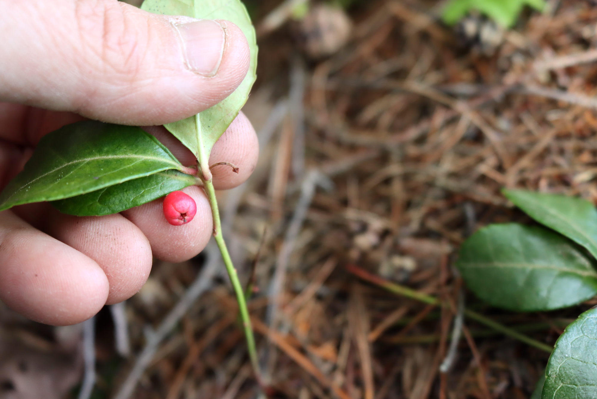 teaberry