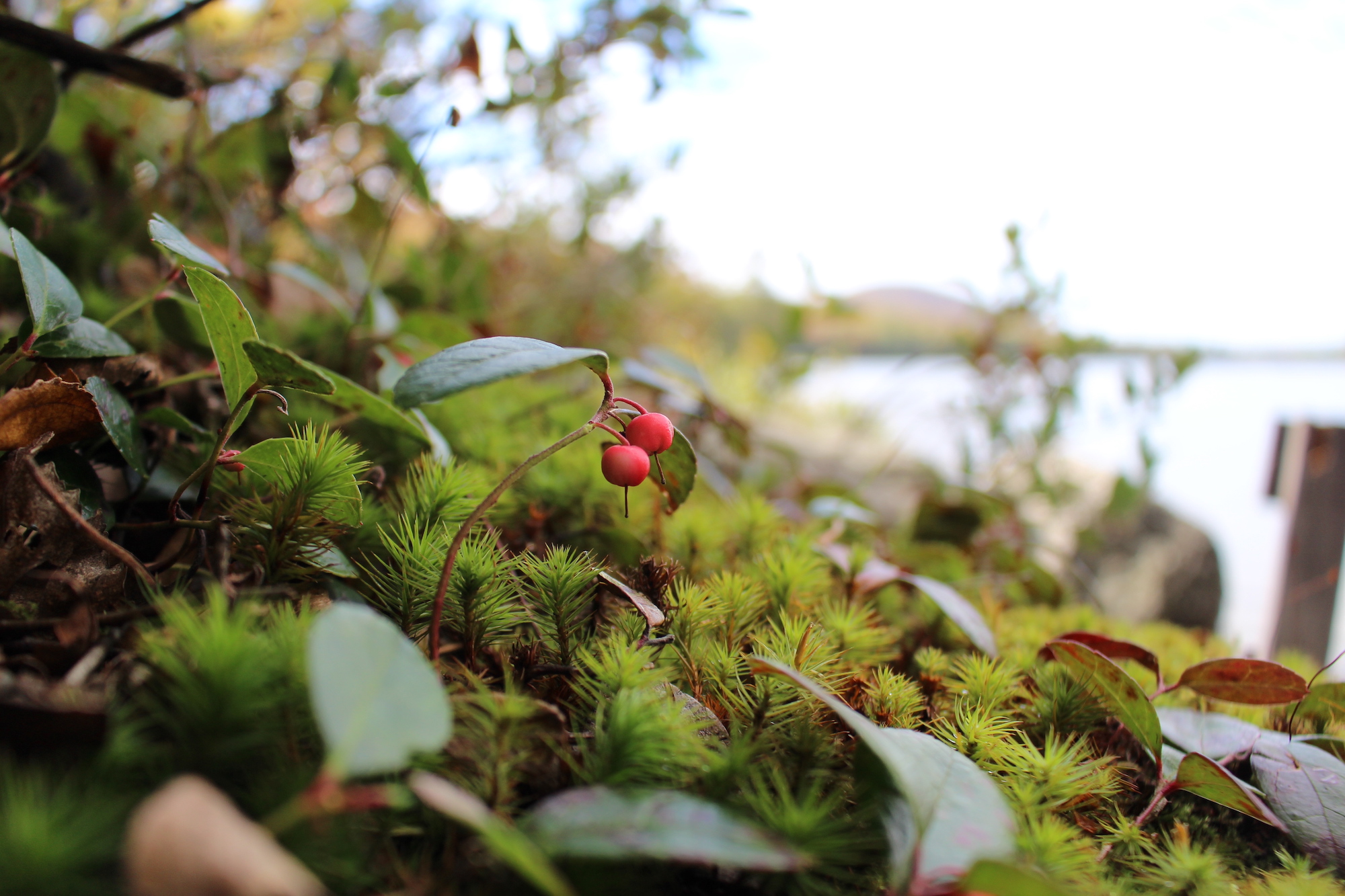 Teaberry By Pond