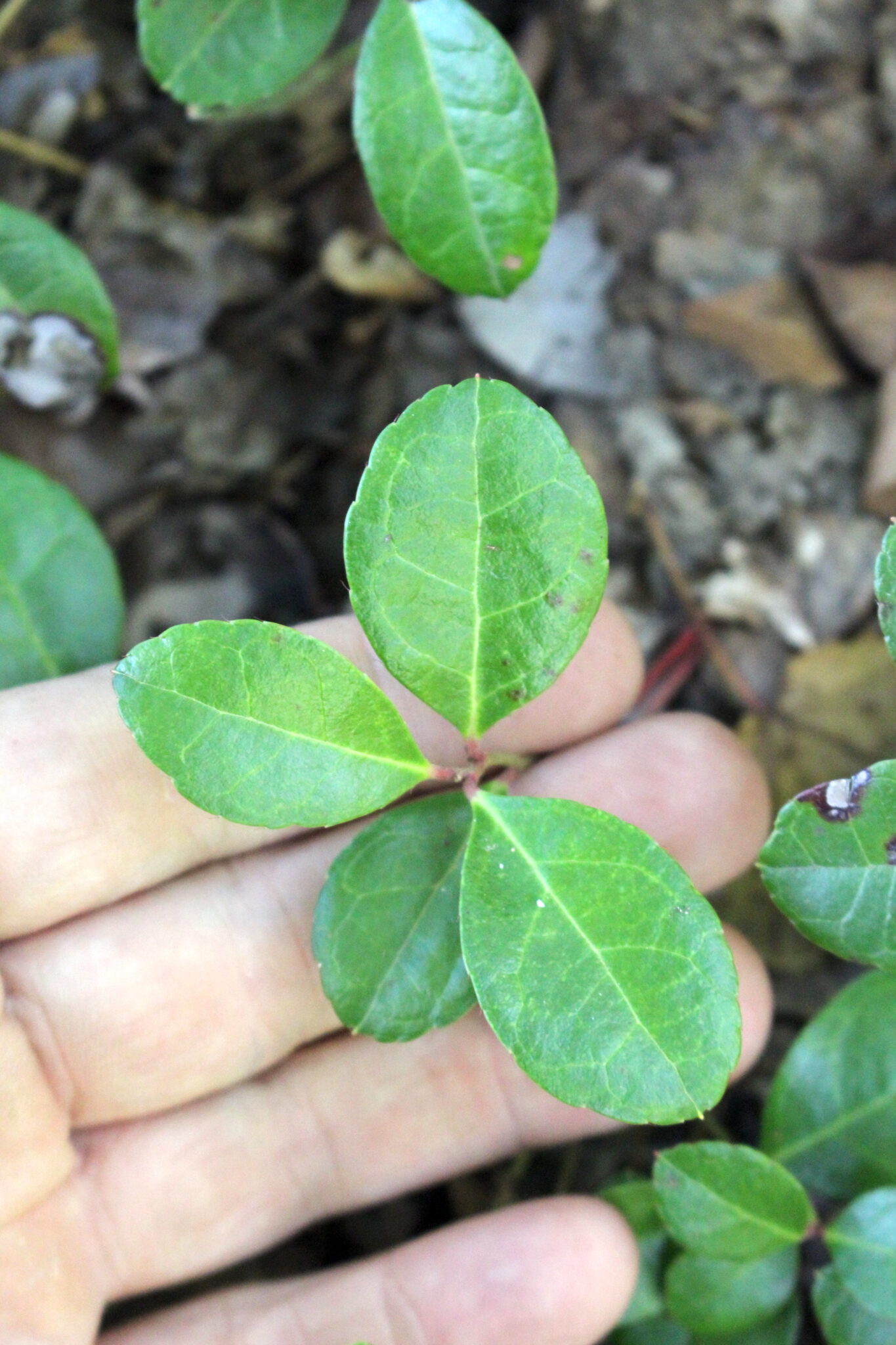 Teaberry Leaves
