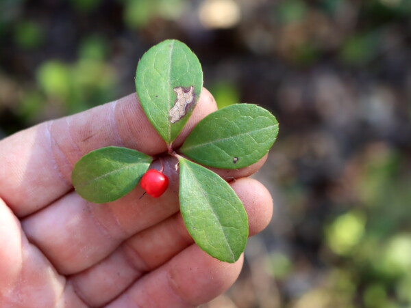 Identifying Teaberry