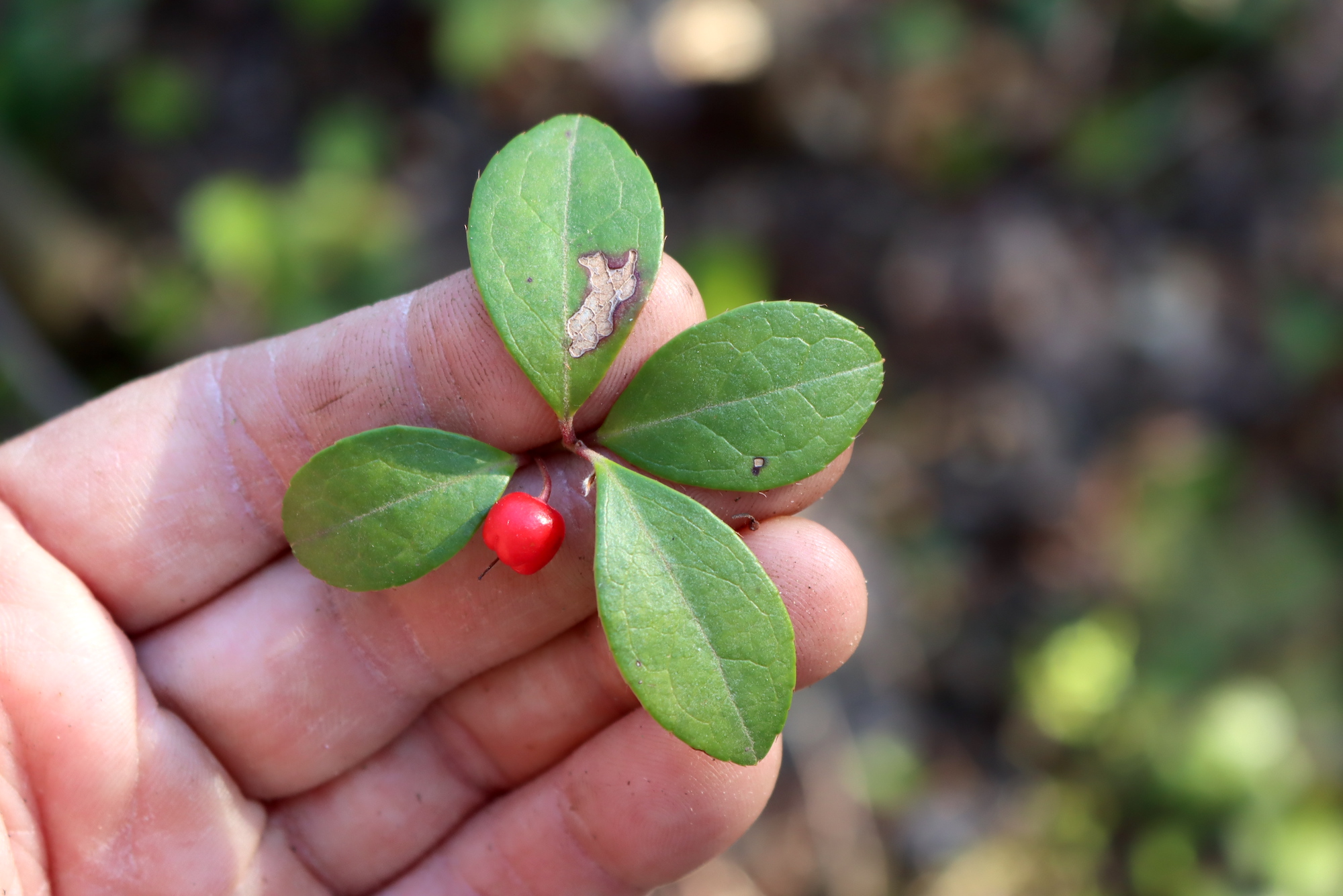 Identifying Teaberry