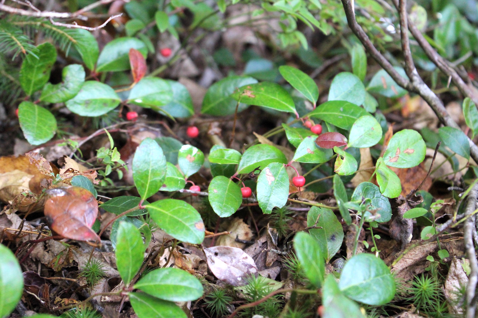 Teaberry Patch
