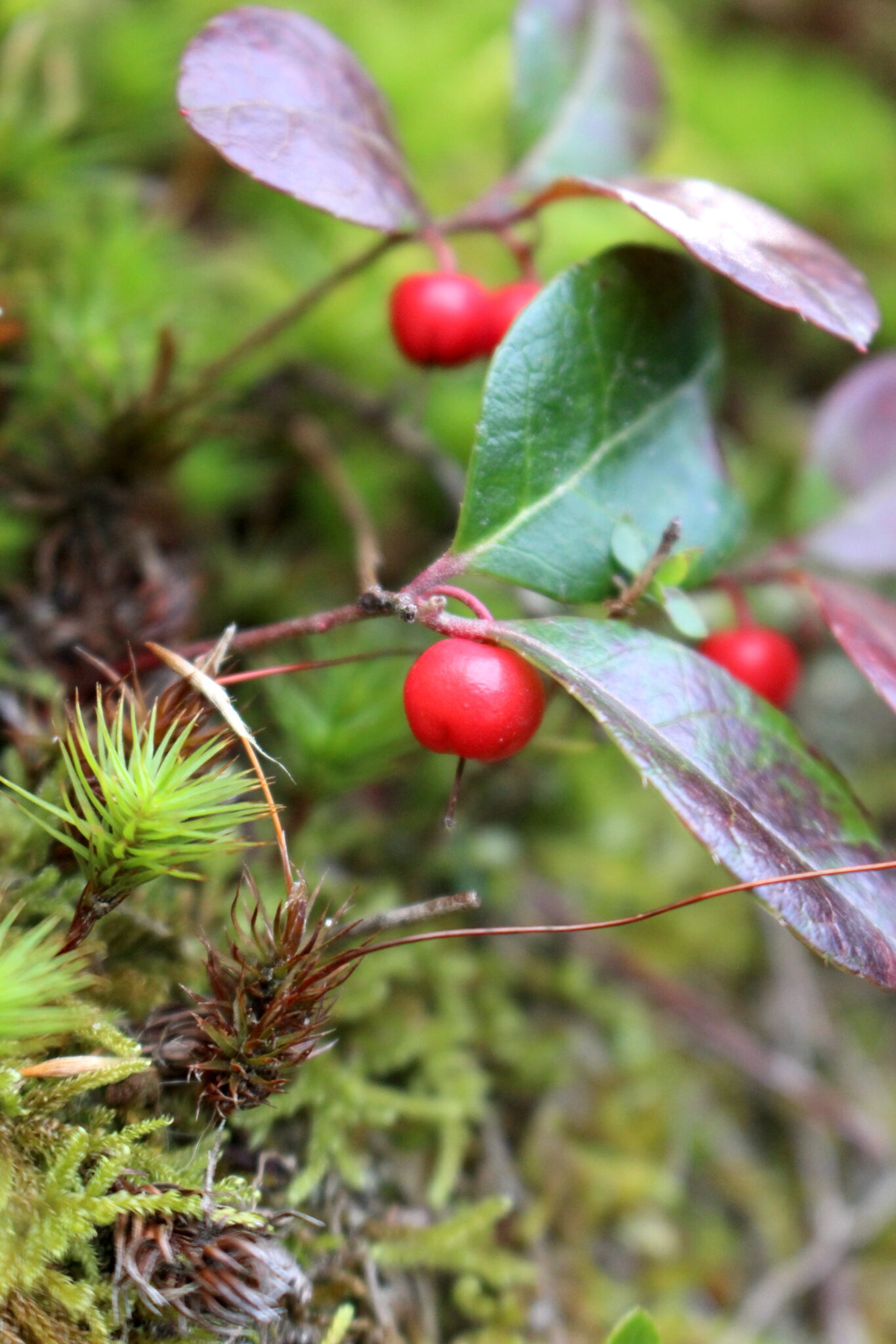 Teaberry Plant Closeup