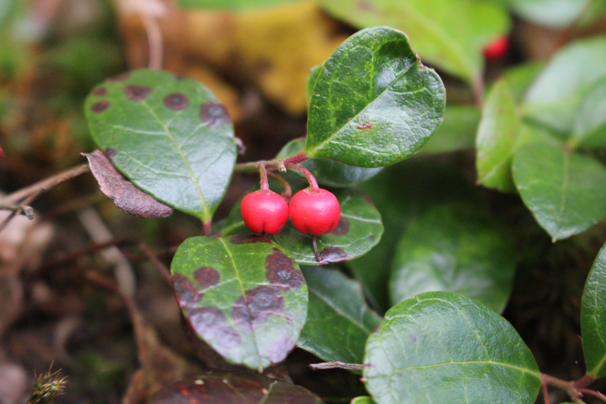 Teaberry