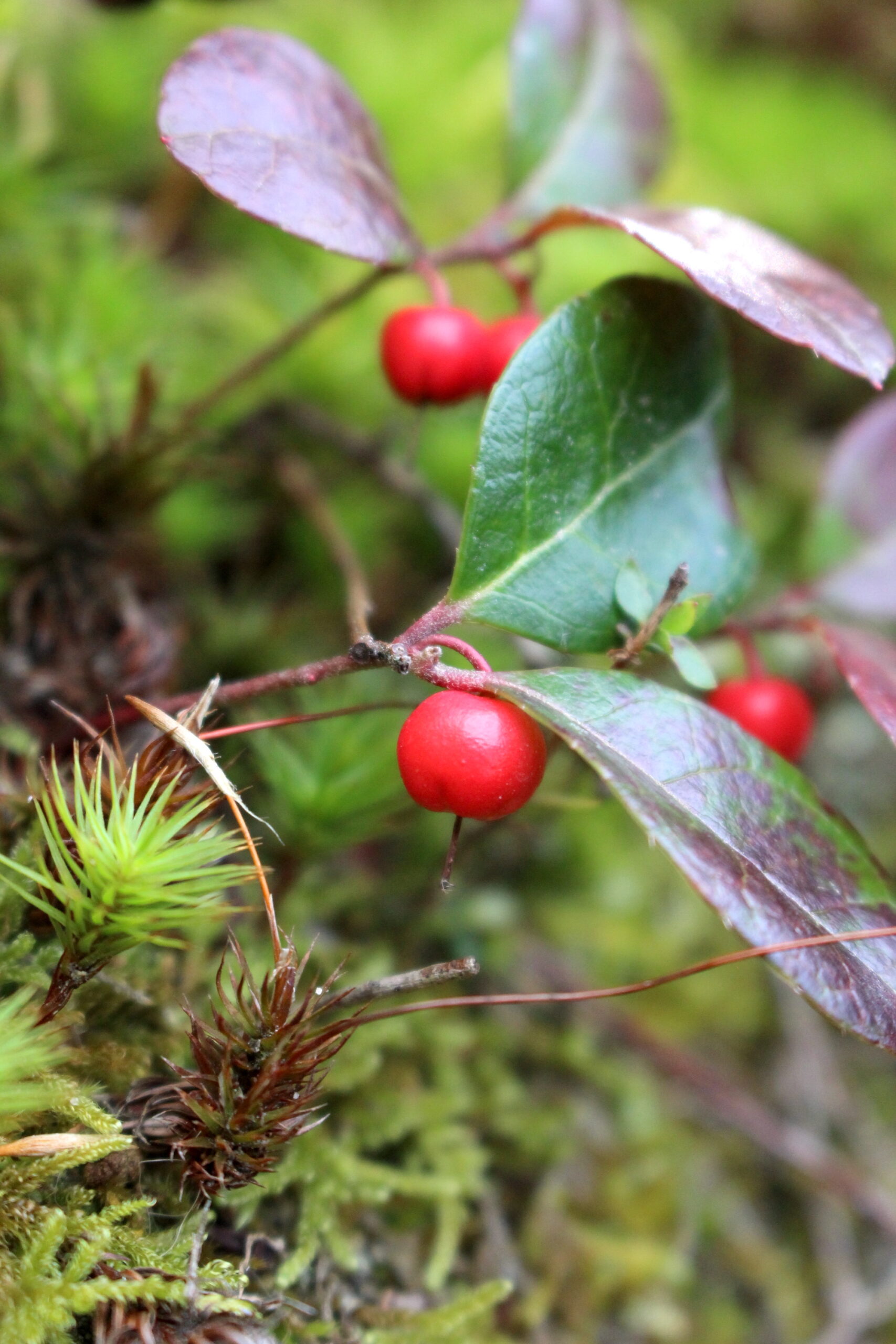 teaberry