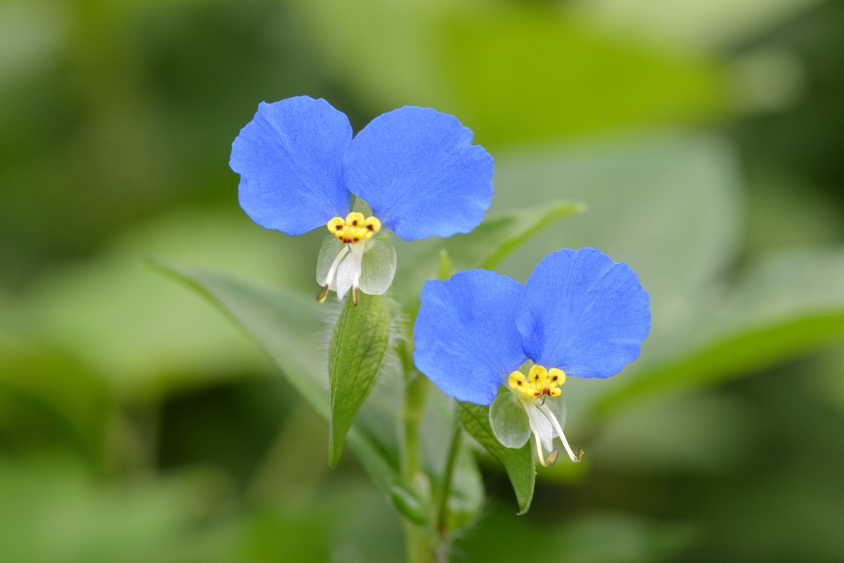 Asiatic Dayflower Commelina communis