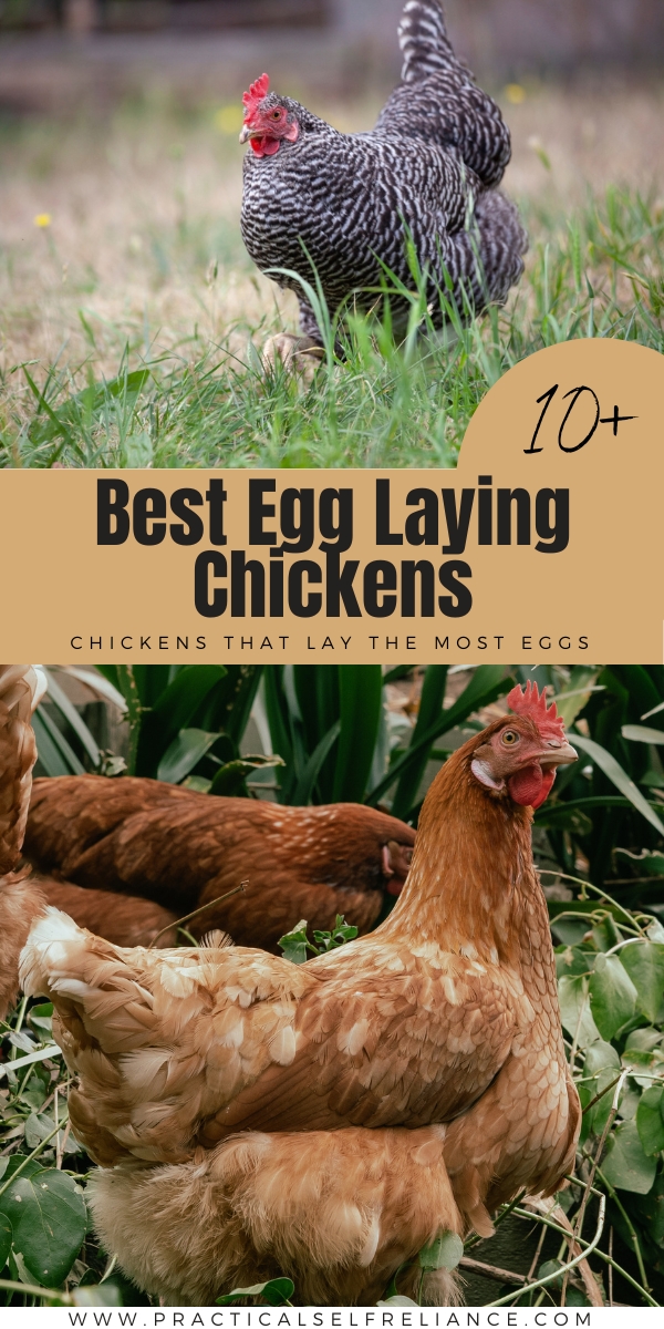 Best Egg Laying Chickens