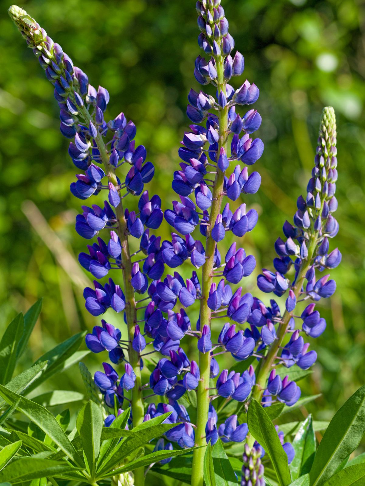 Bigleaf Lupine Lupinus polyphyllus
