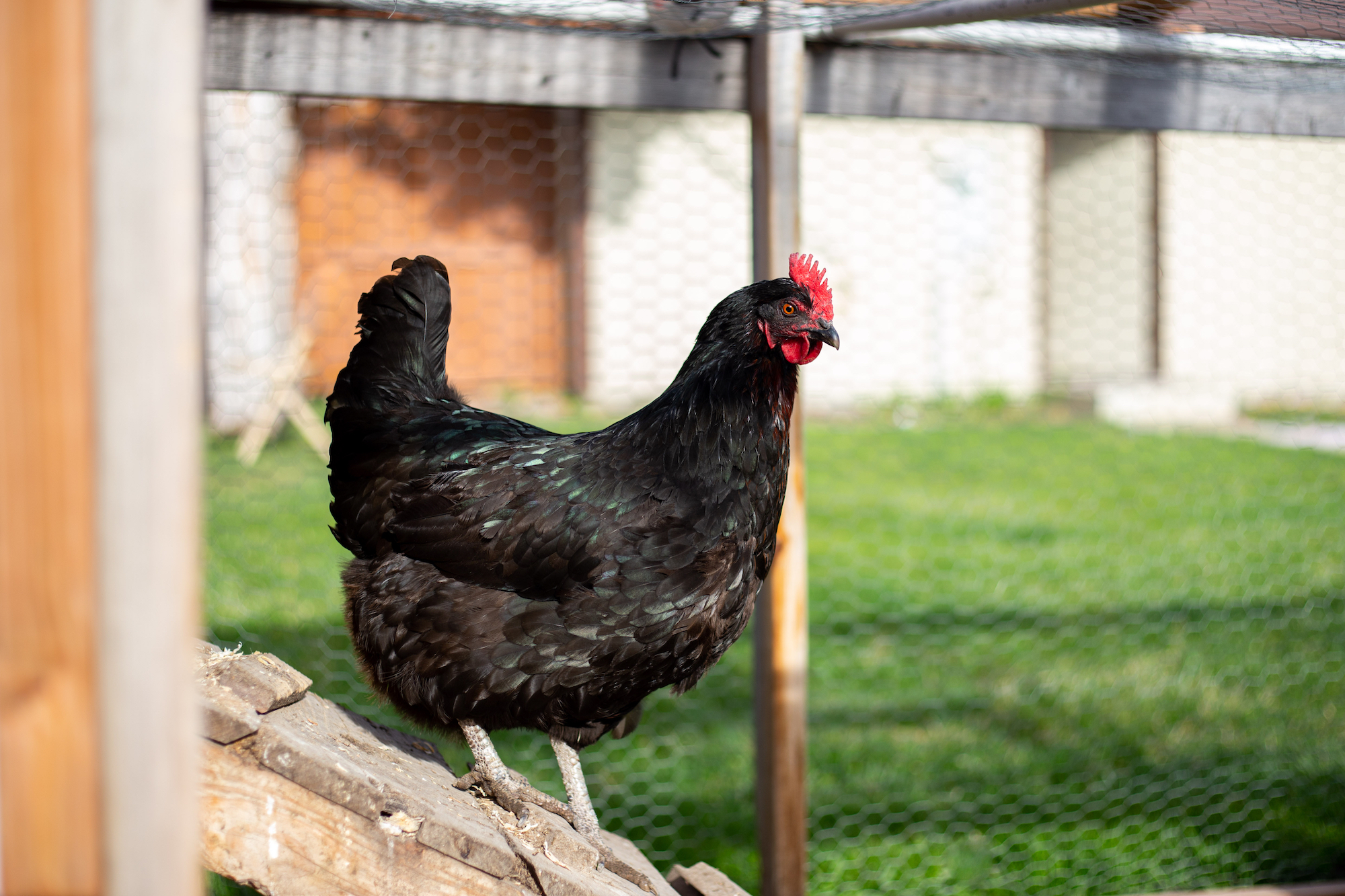 Black Star Chicken