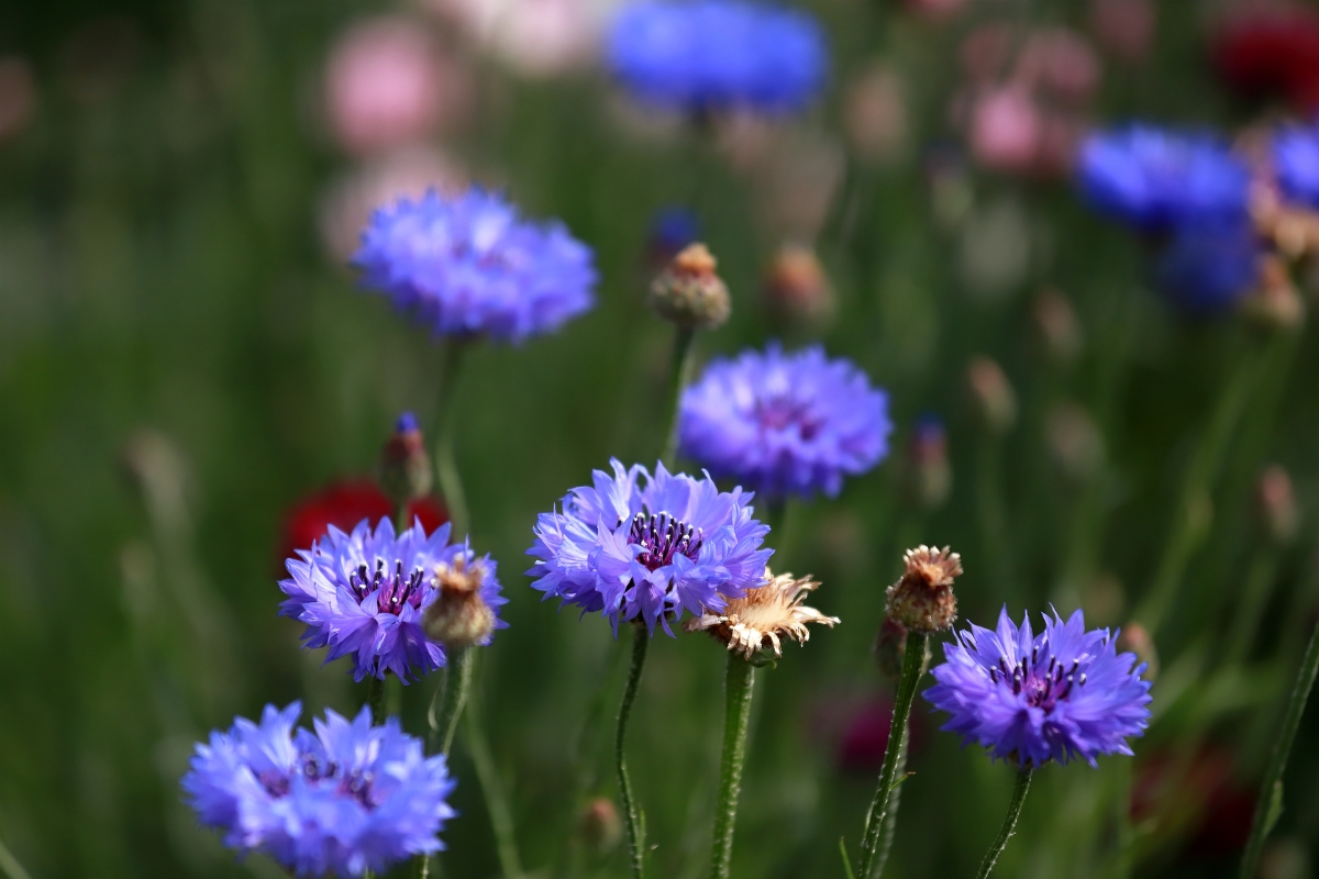 Blue Cornflower (Centaurea cyanus)