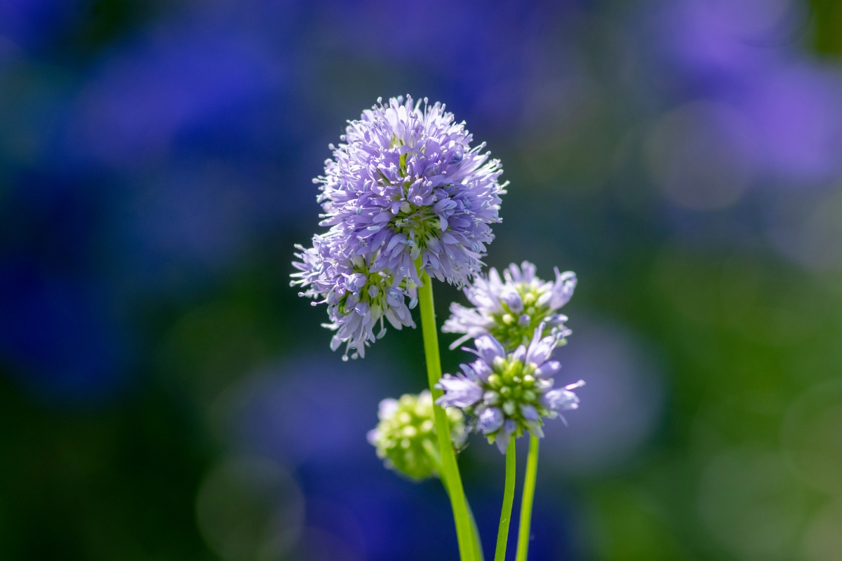 Blue Eyed Gilia (Gilia capitata)