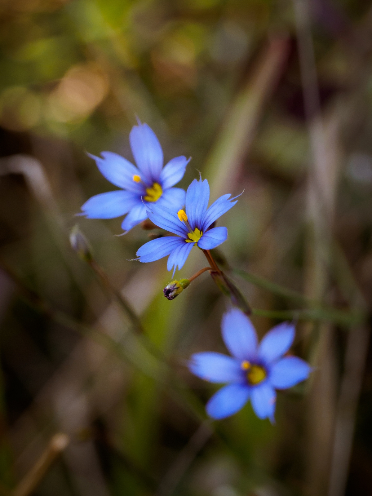 Blue Eyed Grass (Sisyrinchium sp.)