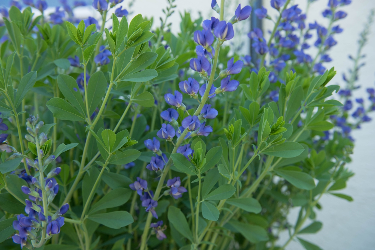 Blue False Indigo (Baptisia australis)