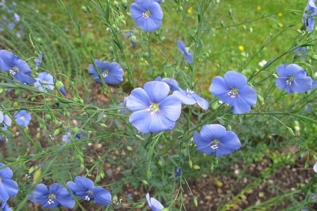 Blue Flax (Linum perenne)