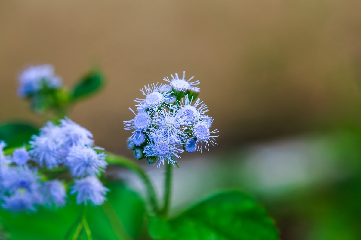 Blue Mistflower (Conoclinium coelestinum)