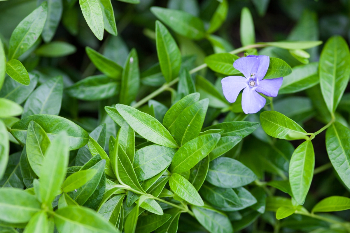 Blue Periwinkle (Vinca sp.)