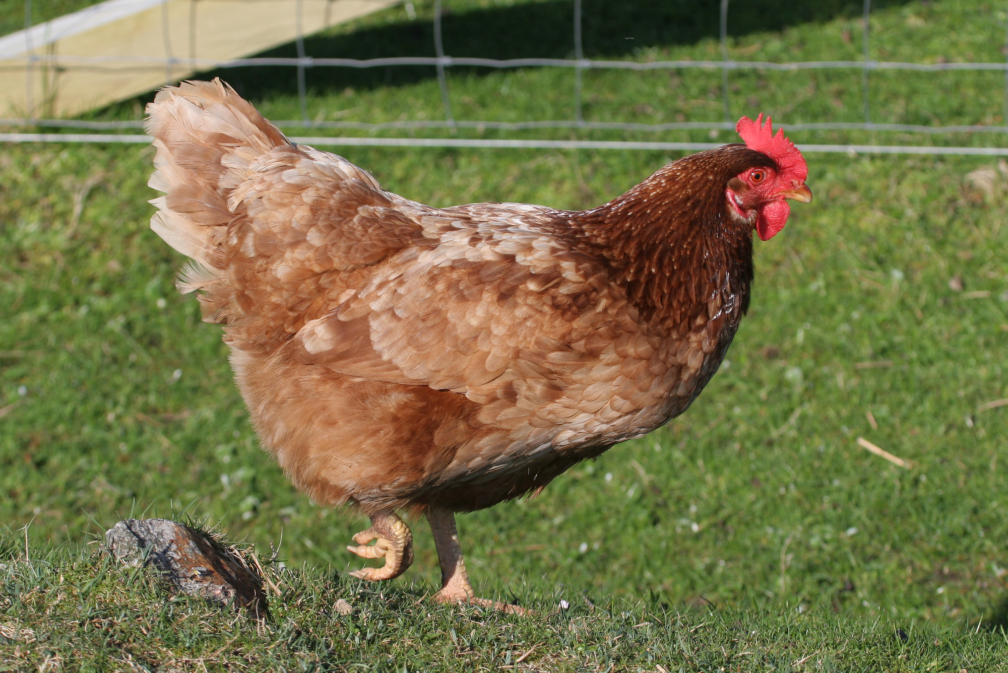 Bovans Chicken