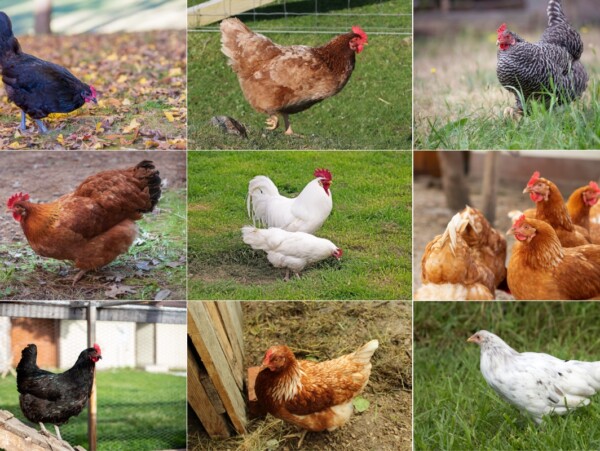 Chickens That Lay The Most Eggs