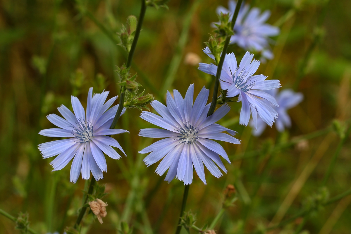 Chicory