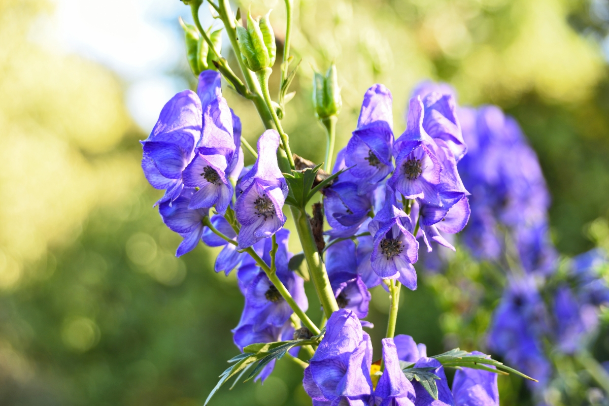 Columbian Monkshood (Aconitum Columbianum)