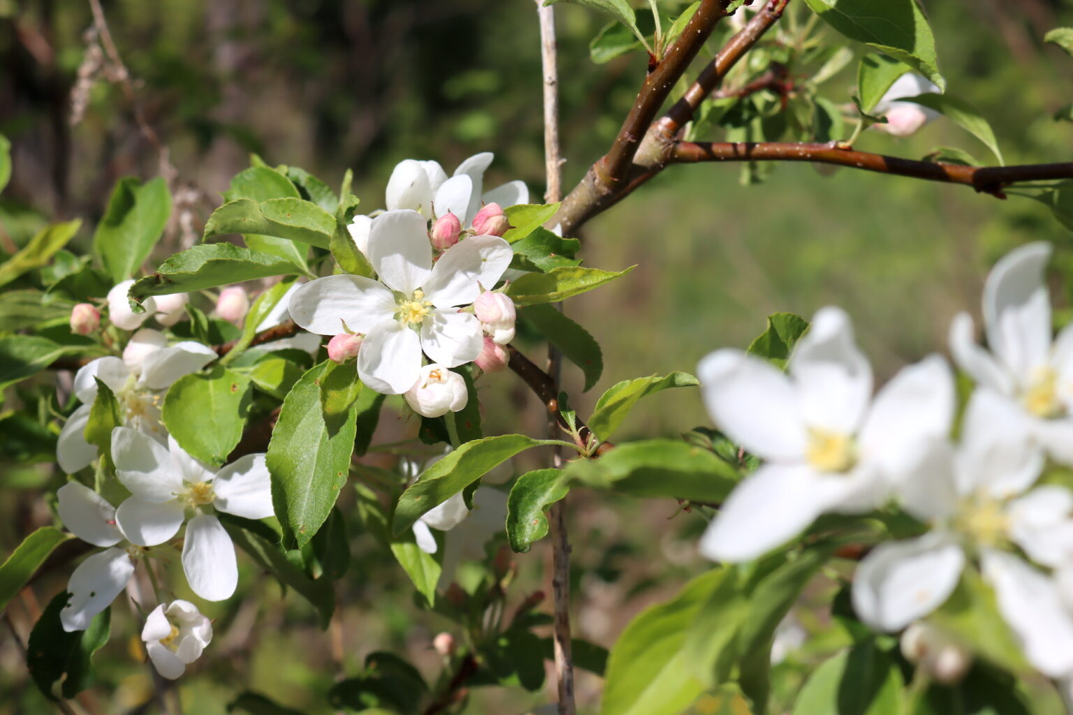 Crabapple Flowers