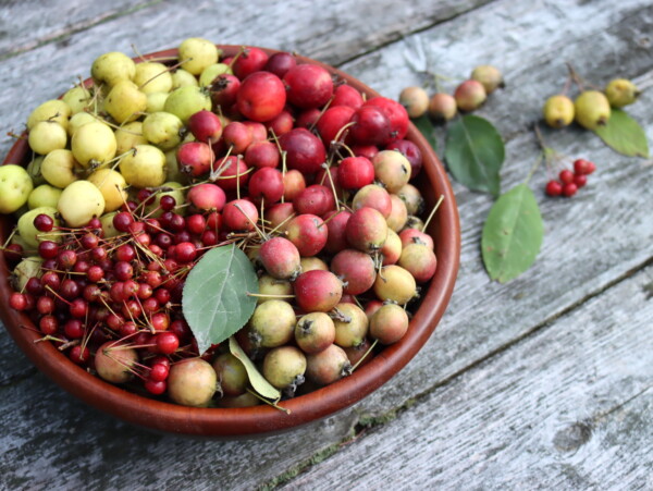 Wild Crabapples