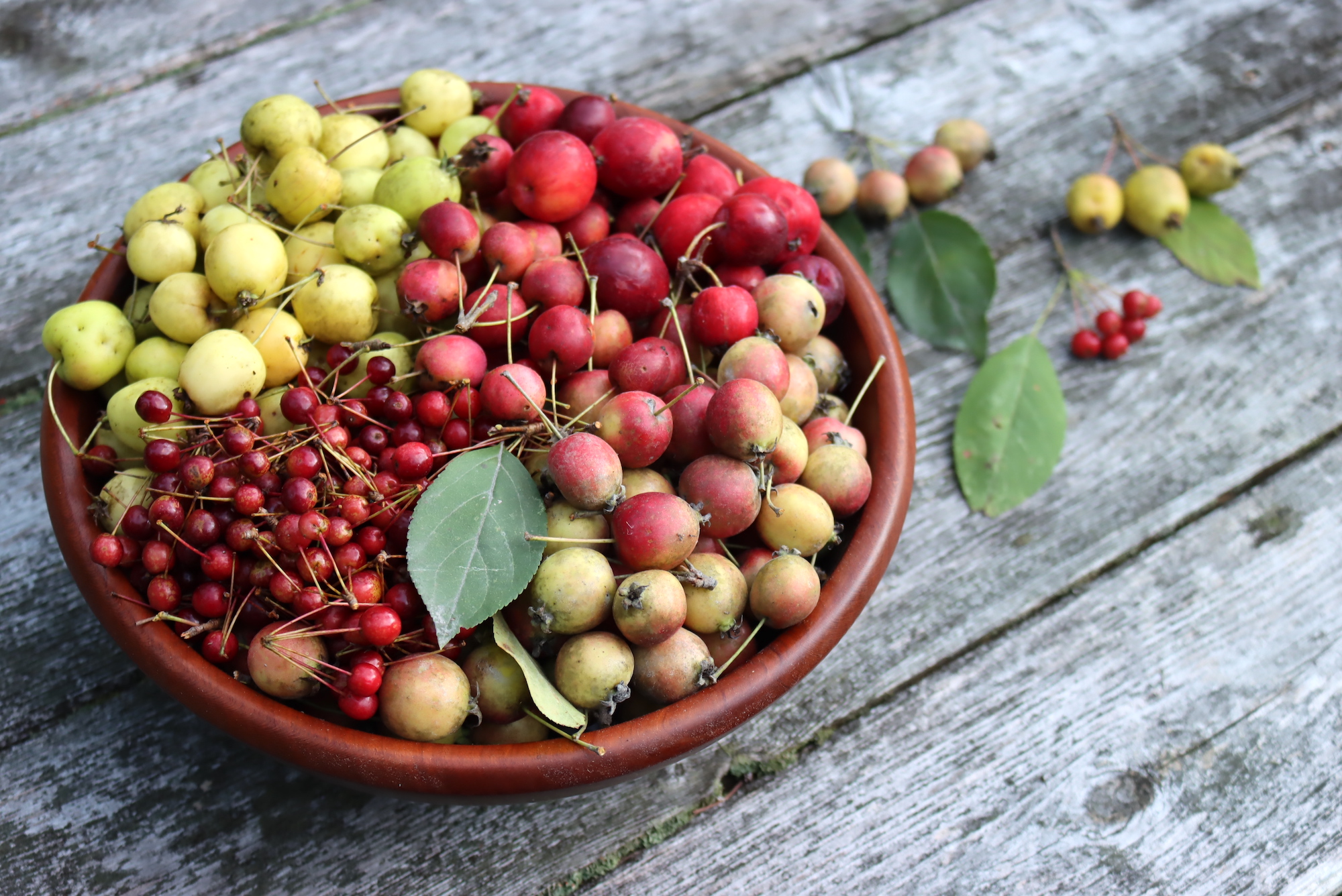 Wild Crabapples