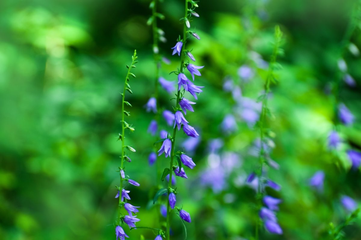 Creeping Bellflower (Campanula rapunculoides)