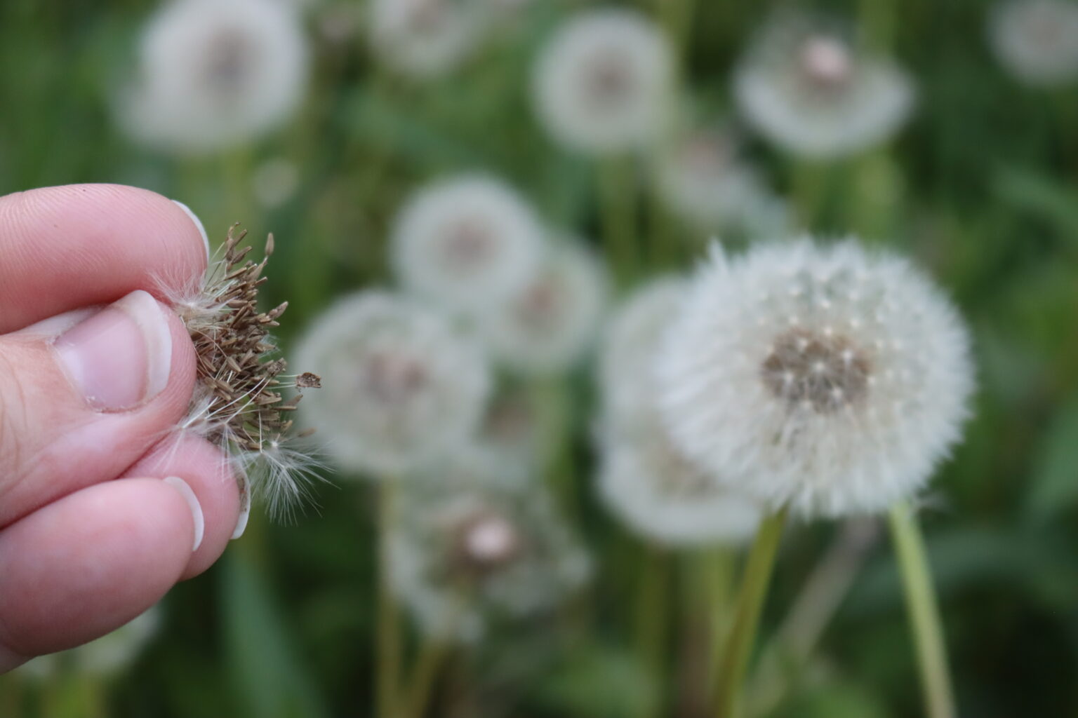 Dandelion Seeds