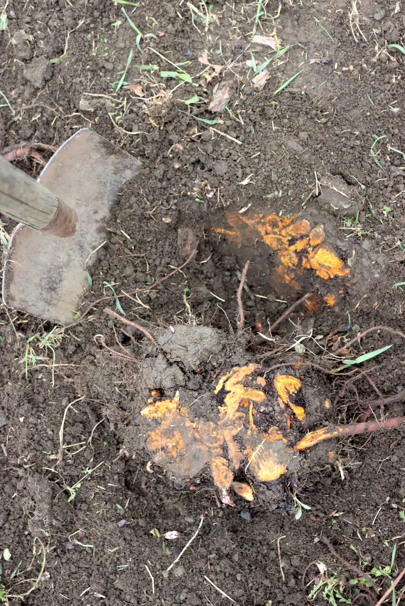 Dividing Rhubarb Roots