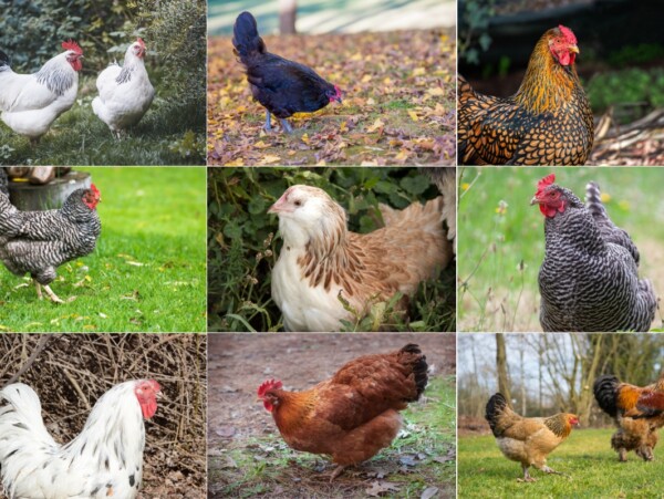 Dual Purpose Chicken Breeds