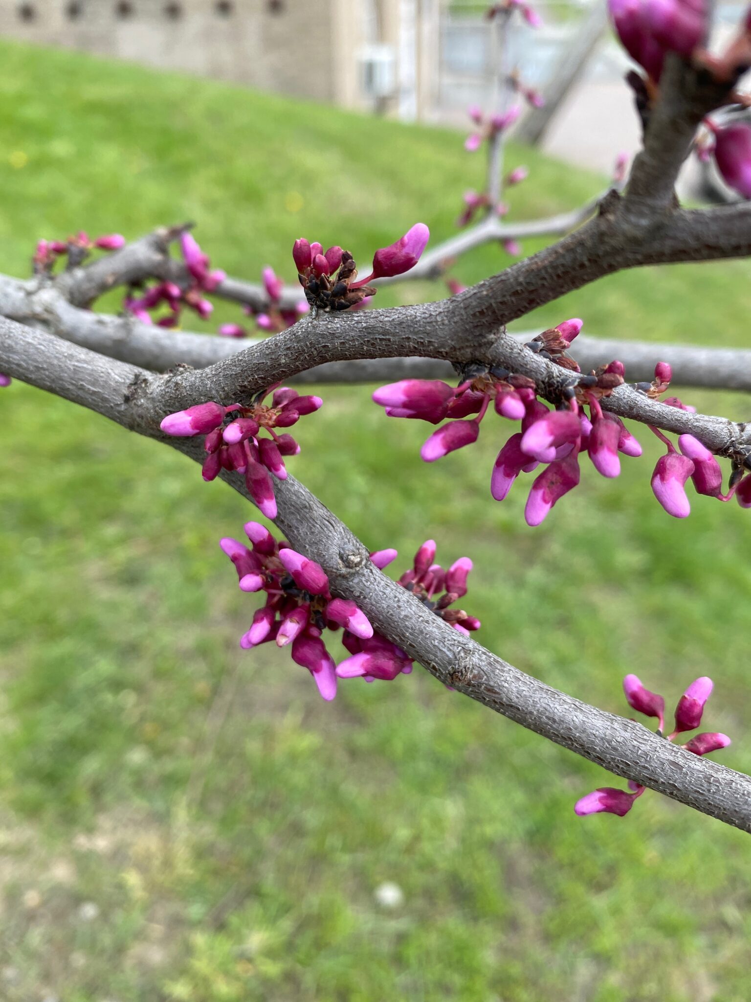 Eastern Redbud Branches Covered in Flowers