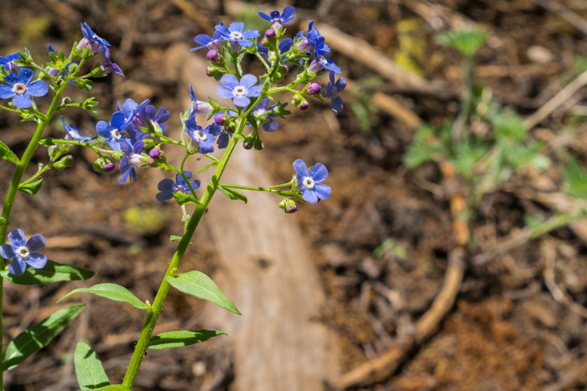 False Forget Me Not (Hackelia floribunda)
