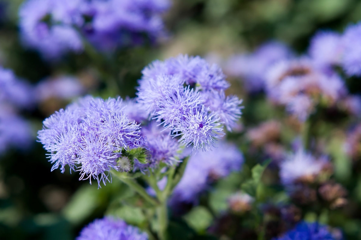 Flossflower (Ageratum houstonianum)