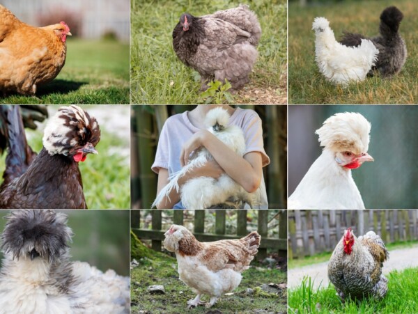 Fluffy Chicken Breeds