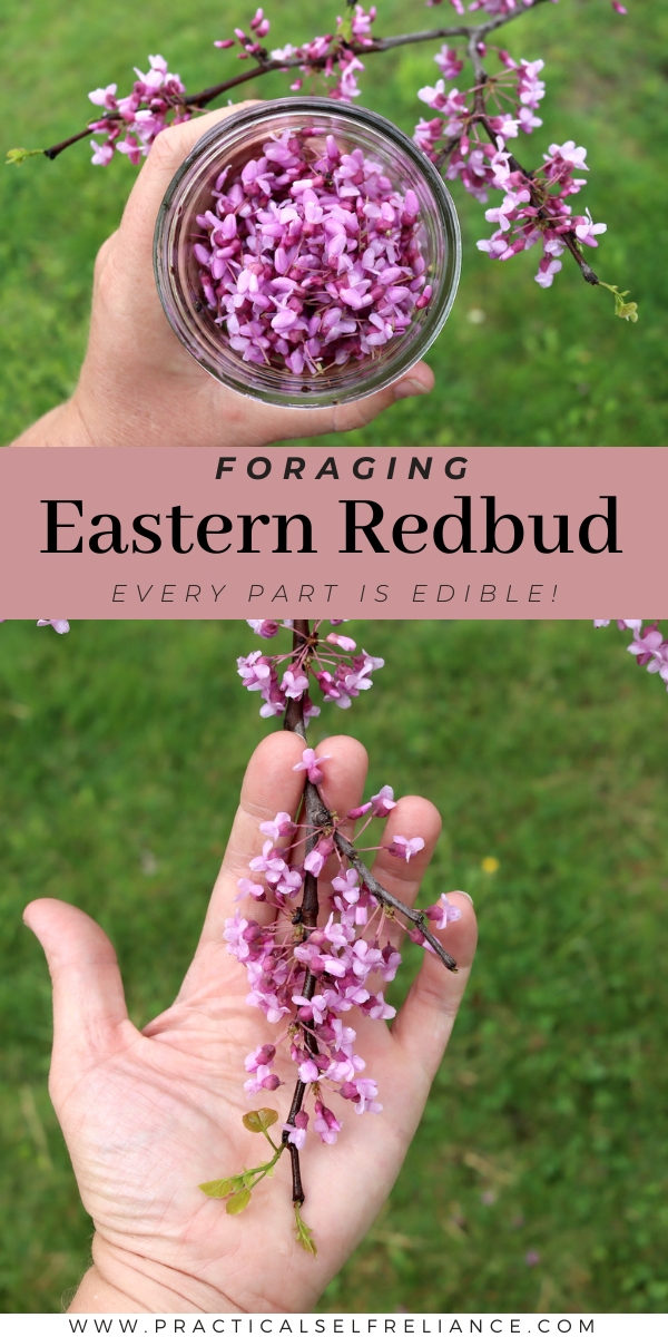 Foraging Eastern Redbud