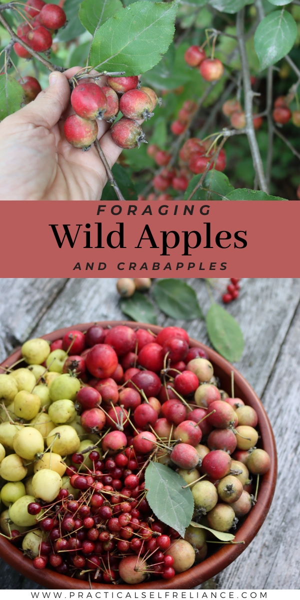 Foraging Wild Apples