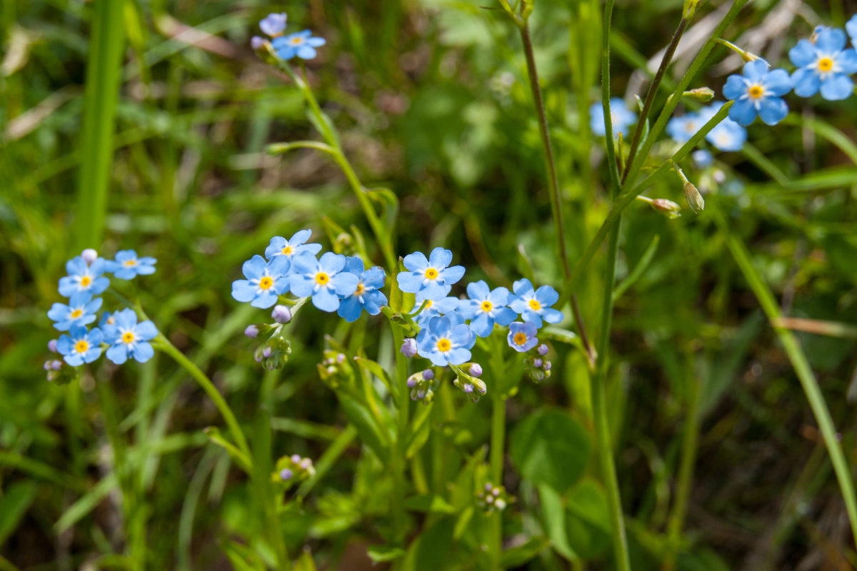 Forget Me Nots (Myosotis scorpioides)