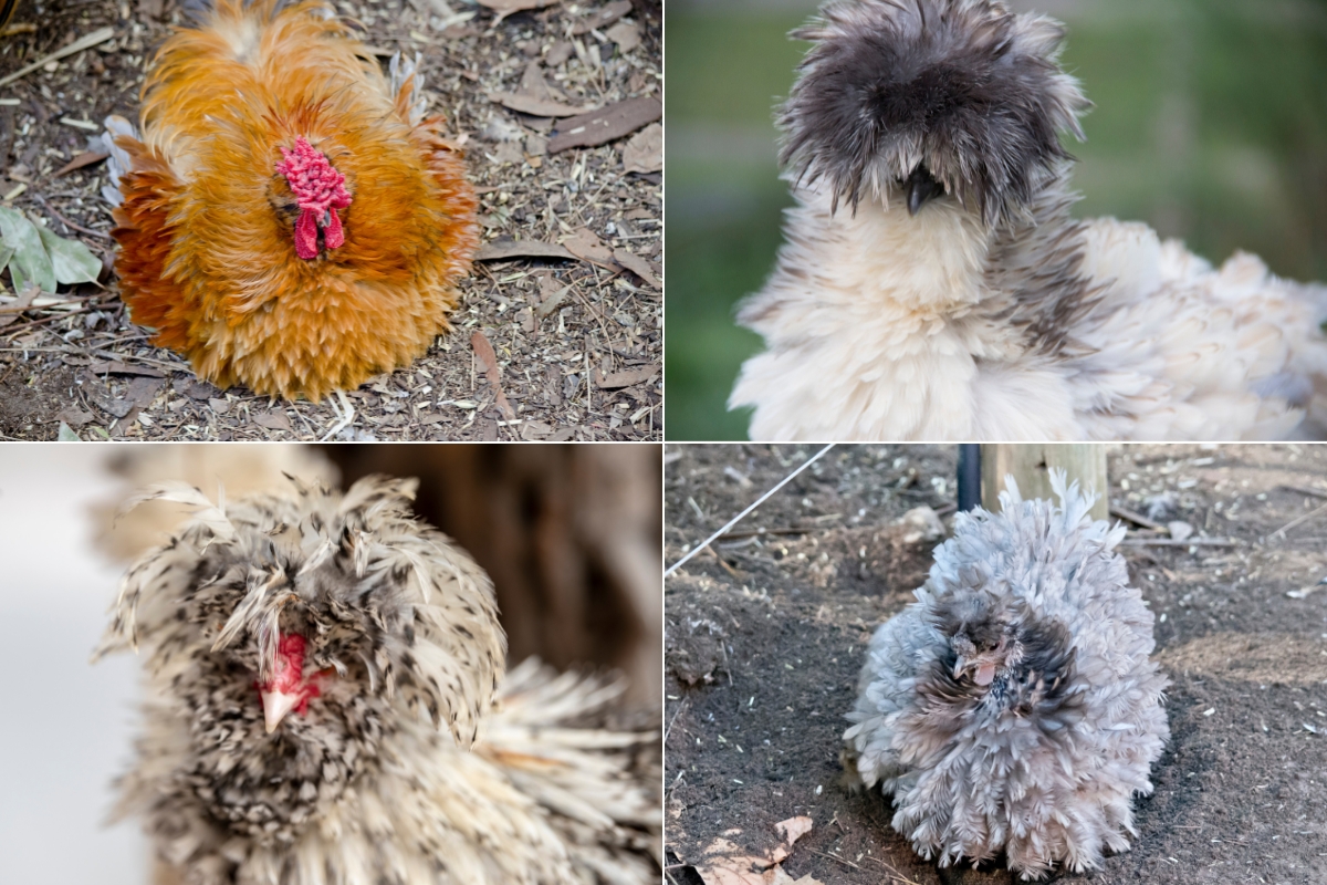 Frizzle Chickens