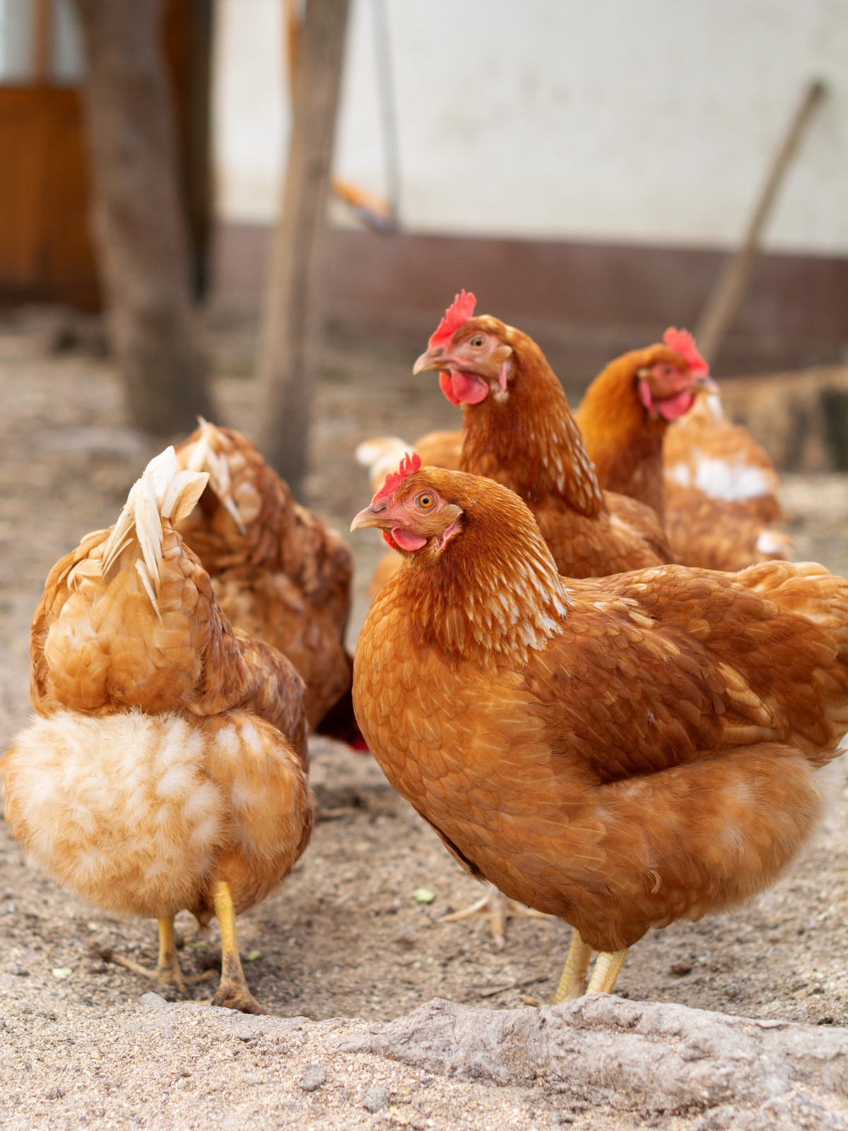 Golden Comet Chickens