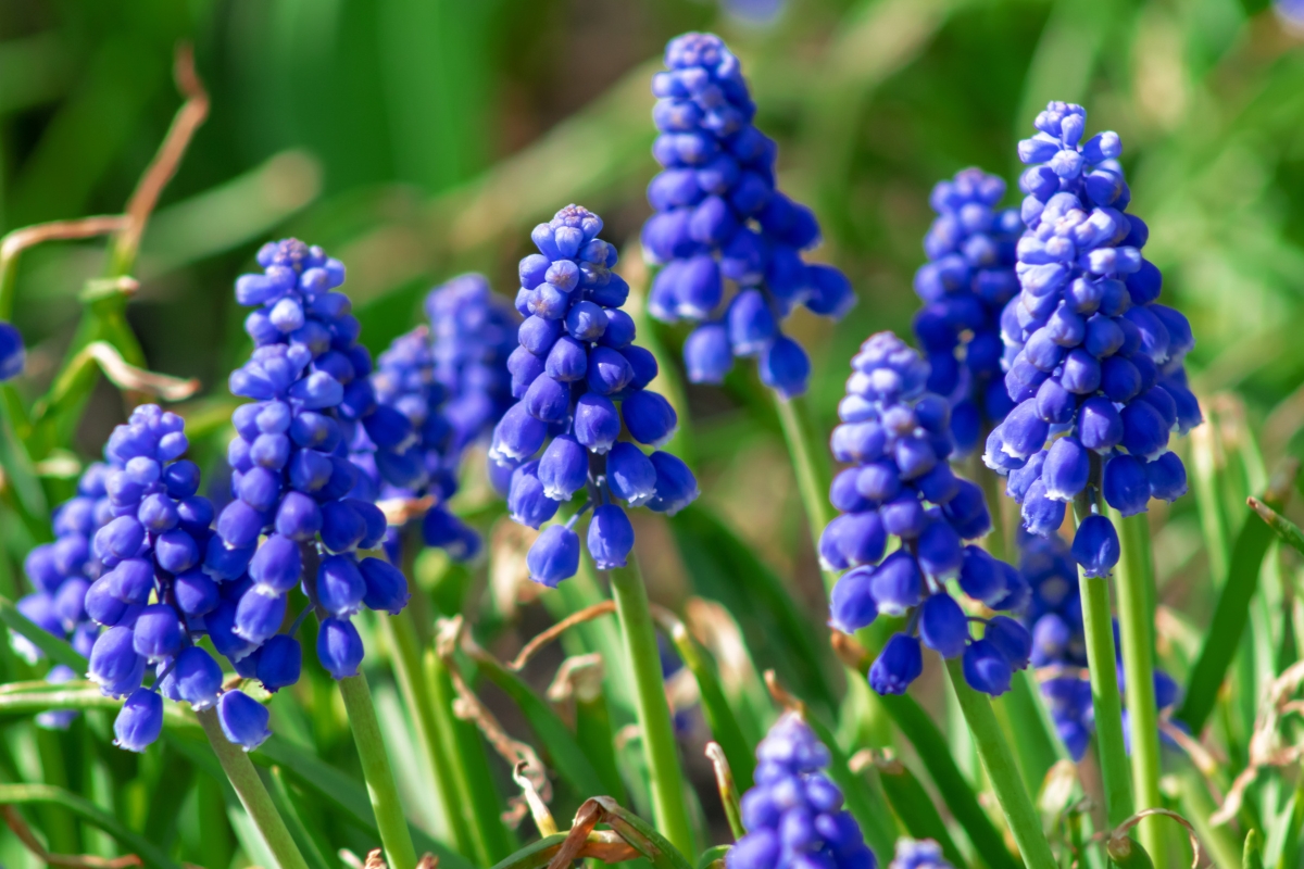 Grape Hyacinth (Muscari armeniacum)