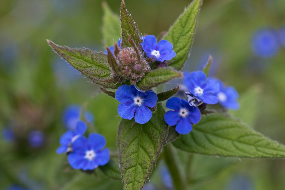 Green Alkanet (Pentaglottis sempervirens)